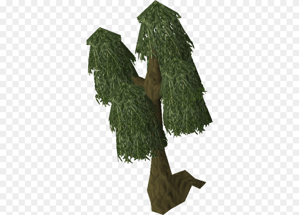 Download Willow Tree Old Runescape Wiki Fandom Runescape Willow Tree, Plant, Conifer Png Image