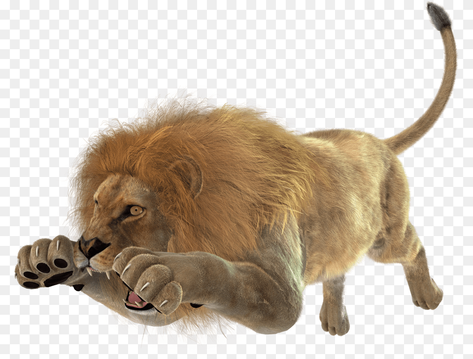 Images Of Angry Lion Lion Jumping Full Angry Lion Background, Animal, Mammal, Wildlife, Electronics Free Png Download