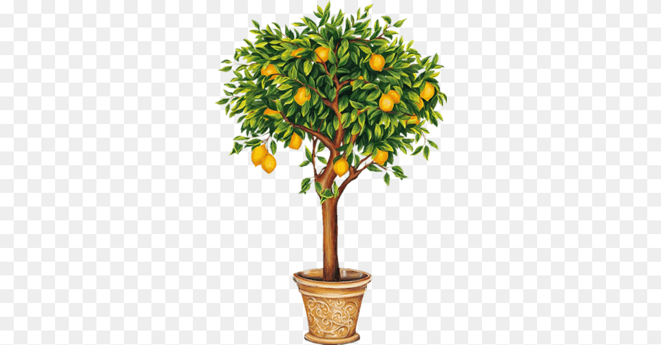 Download Indoor Citrus And Fruit Trees Lemon Tree Drawing Lemon Tree, Citrus Fruit, Food, Plant, Potted Plant Png Image