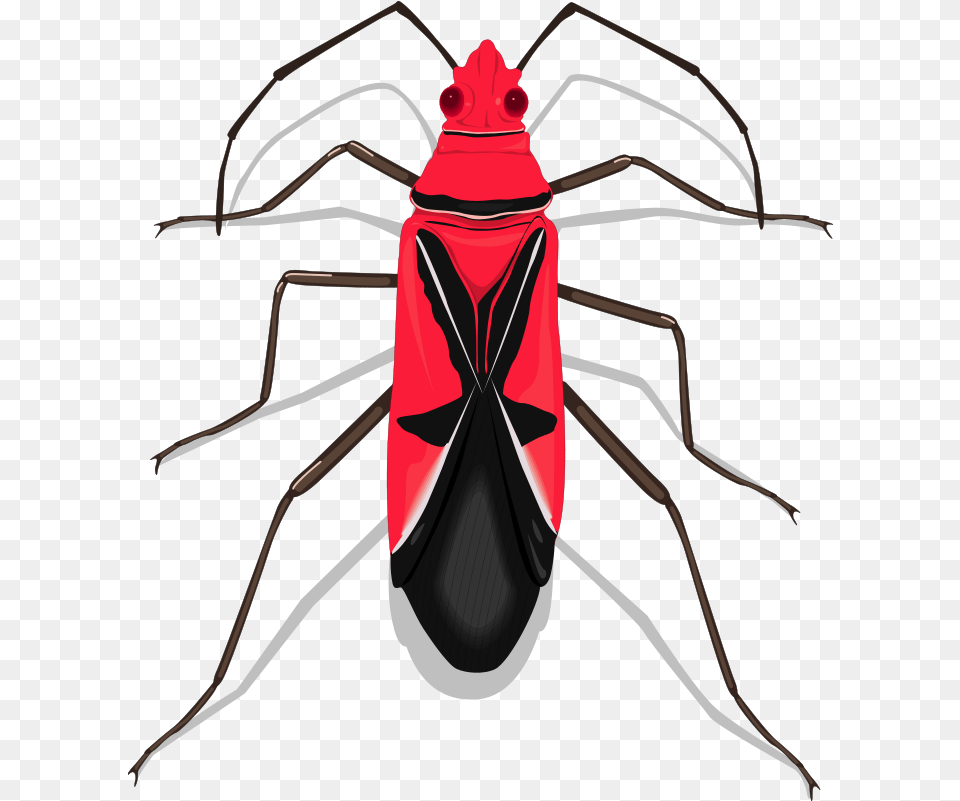 Download Insect Clipart Orange Bug Insects Hd Insects, Animal, Adult, Female, Person Png