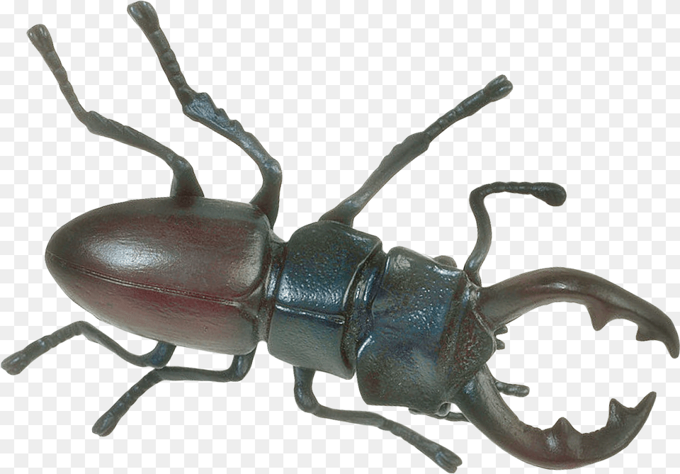Download Insect Insect, Animal, Invertebrate Free Transparent Png