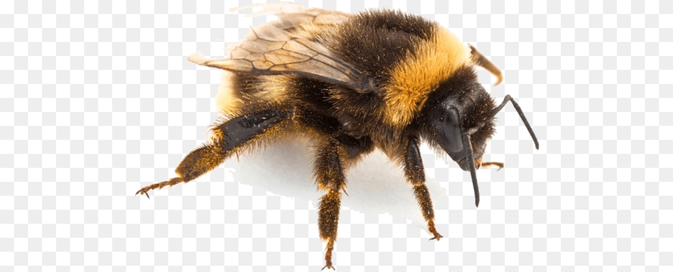 Download Insect Pic For Designing Projects Bumblebee Insect, Animal, Apidae, Bee, Invertebrate Free Png