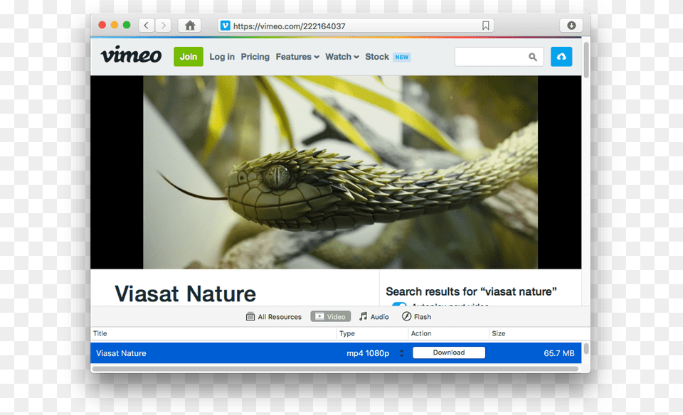 Instagram Video Mac Vimeo, Animal, Reptile, Snake Free Png Download