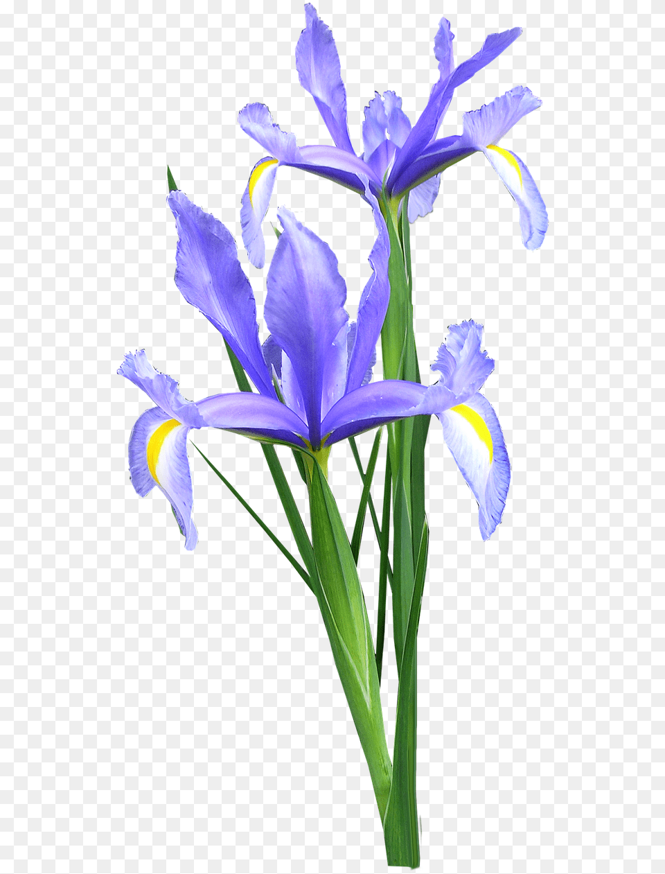 Download Iris Dutch Flowers Bunga Iris Image With Iris Flower, Plant, Petal Free Transparent Png