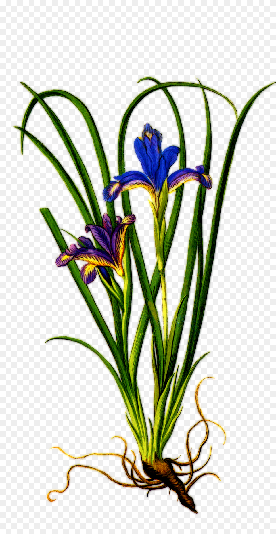 Download Iris Flower Clipart Iris Flower With Roots, Flower Arrangement, Plant, Acanthaceae, Petal Free Transparent Png