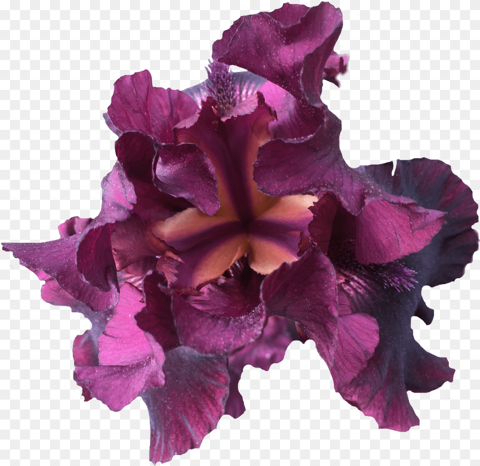 Download Iris Nature Purple Flower Exlineiris Beautiful Cattleya Orchids, Plant, Petal, Rose, Geranium Free Png