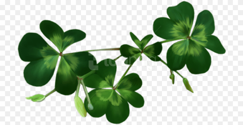 Download Irish Shamrocks Images Background Shamrocks, Flower, Geranium, Leaf, Plant Free Transparent Png