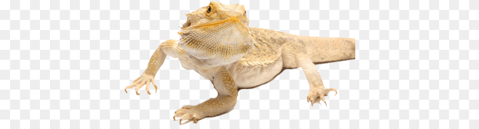 Is A Bearded Dragon Right For Bearded Dragon Care Sheet, Animal, Lizard, Reptile, Electronics Free Png Download