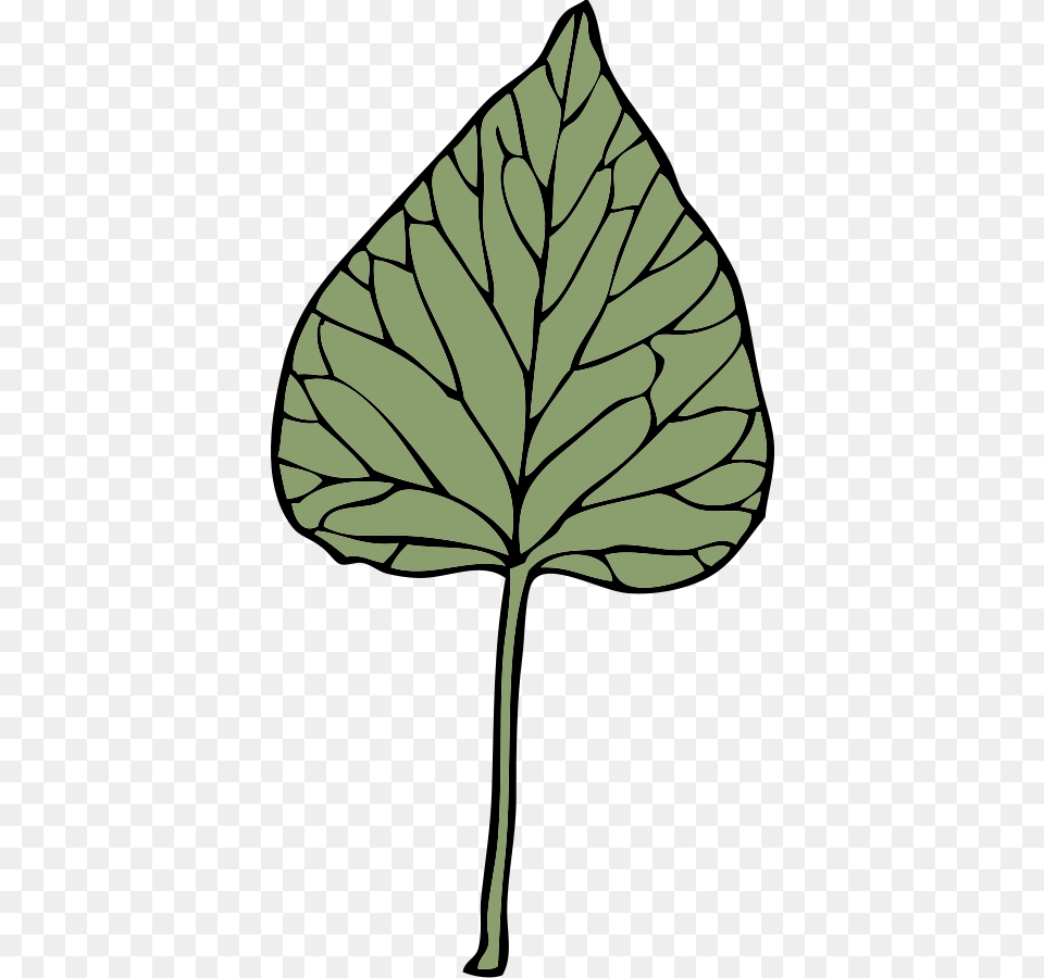 Download Ivy Leaf Clipart, Plant, Person, Tree Png