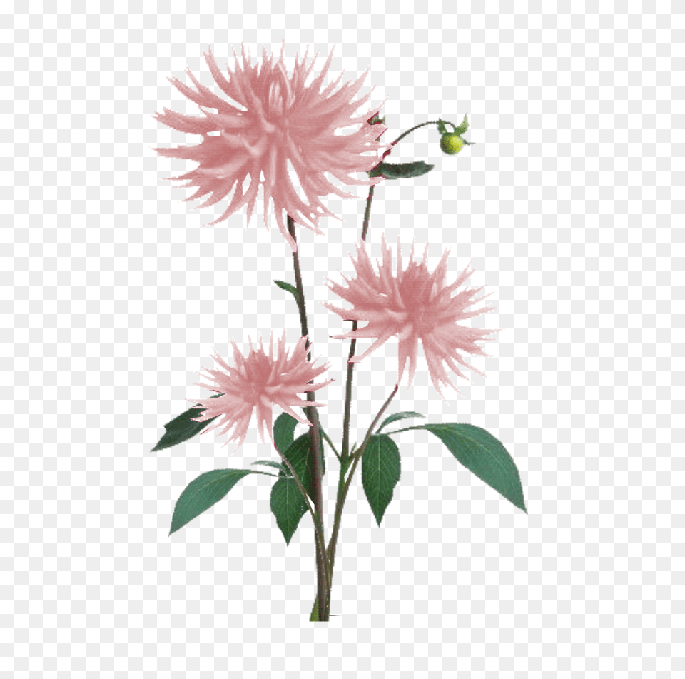 Download Jacey Light Pink Dahila Plant Texture White Flower Texture, Dahlia, Petal, Daisy, Leaf Free Transparent Png