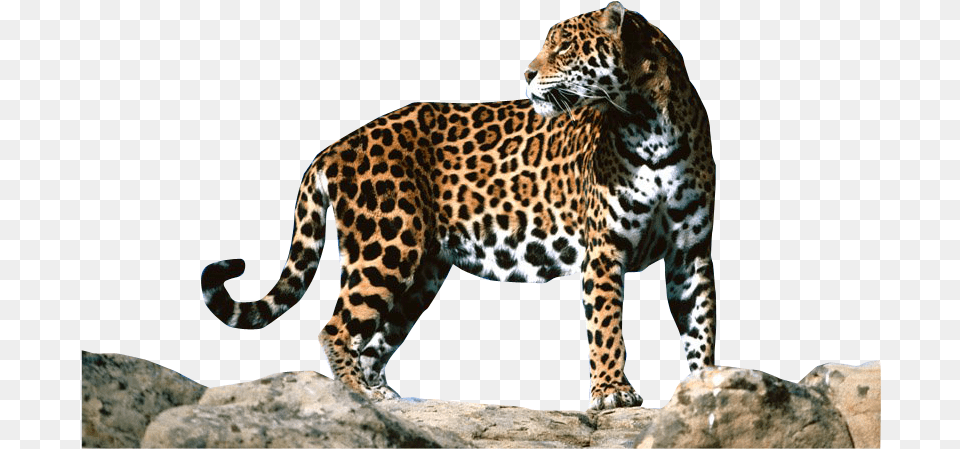Download Jaguar, Animal, Mammal, Panther, Wildlife Free Png