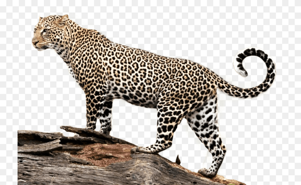 Download Jaguar Images Background Gajner Wildlife Sanctuary In Bikaner, Animal, Mammal, Panther, Cheetah Free Png