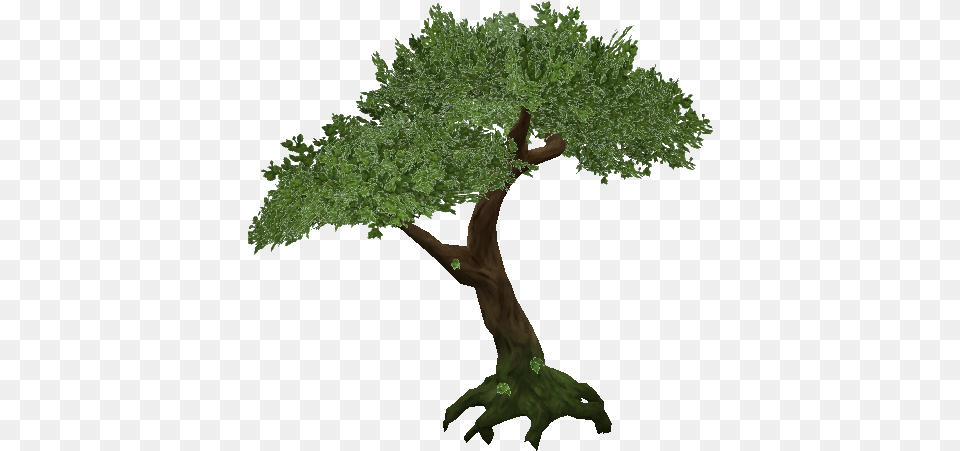 Download Jungle Tree Transparent Jungle Tree, Plant, Potted Plant, Person, Green Png