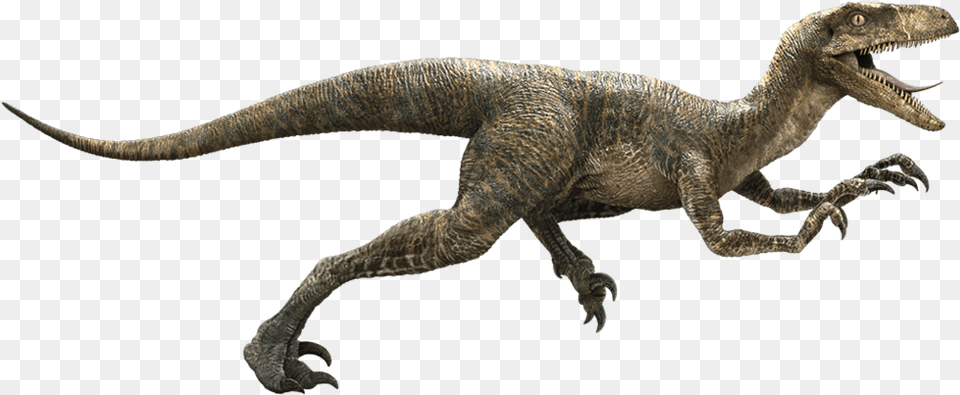 Download Jurassic World Transparent Image Il Velociraptor, Animal, Dinosaur, Reptile, Electronics Png