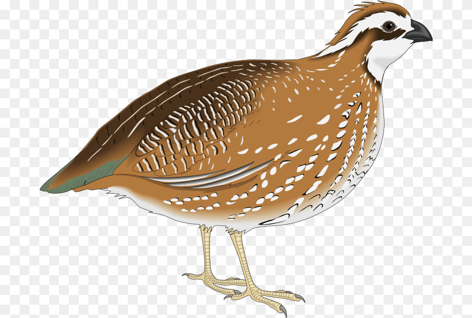 Download Kaadai Bird Quail Clipart, Animal, Partridge Png