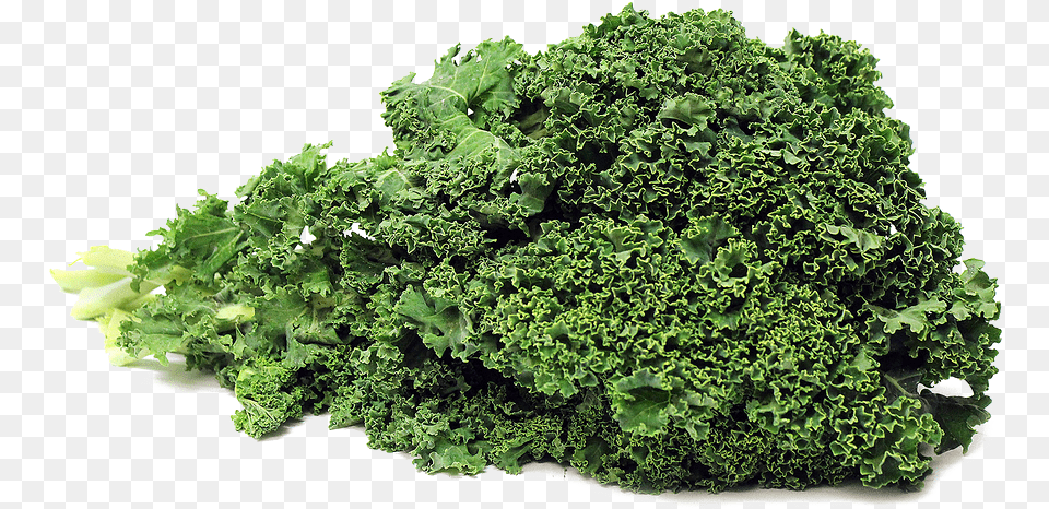 Download Kale Photos Kale, Food, Leafy Green Vegetable, Plant, Produce Png Image