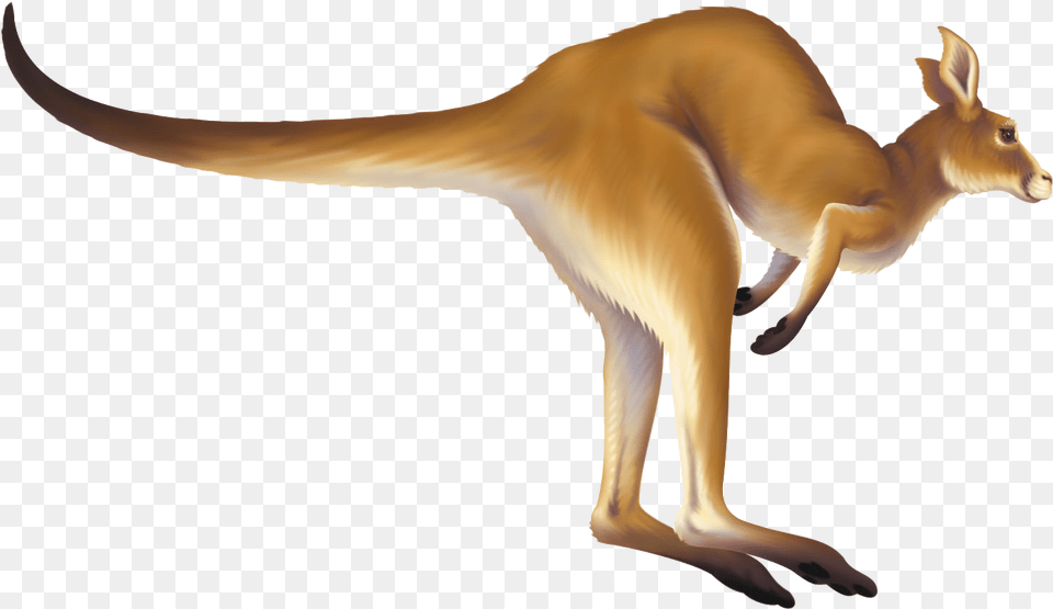 Kangaroo Animation Kangaroo Clipart Gif, Animal, Mammal Free Png Download