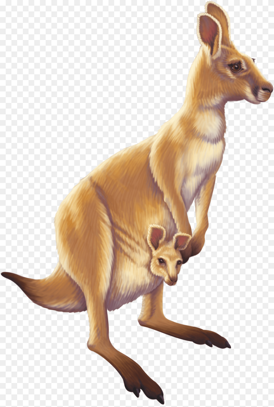 Download Kangaroo Australia Animal Free Transparent Hd Animals, Antelope, Mammal, Wildlife Png Image