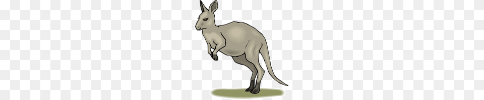 Download Kangaroo Category Clipart And Icons Freepngclipart, Animal, Mammal Free Png