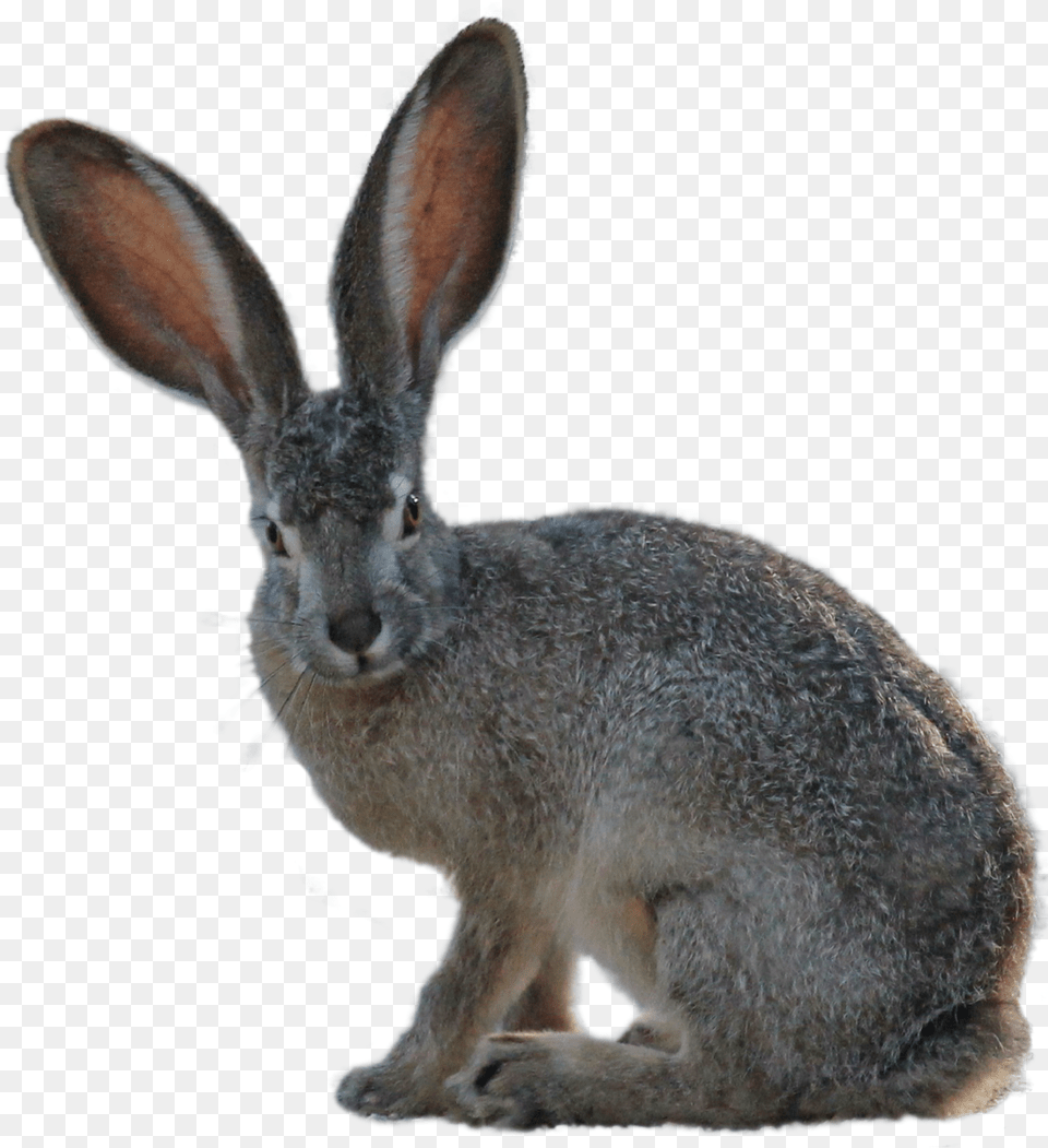 Download Kangaroo Image For Hare Png