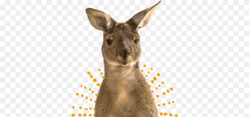 Download Kangaroo Image With No Kangaroo Face, Animal, Mammal Free Transparent Png