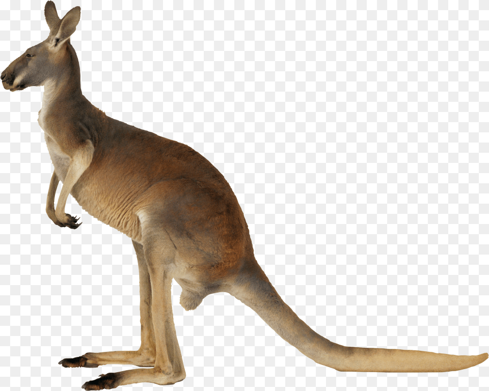 Download Kangaroo Kangaroo, Animal, Mammal Free Png