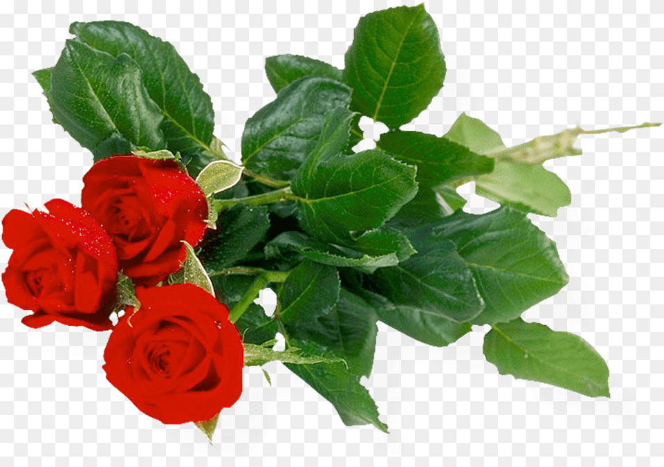 Download Khadi Rose Honey With Rose Petal Soap Set Of, Flower, Flower Arrangement, Flower Bouquet, Plant Png Image