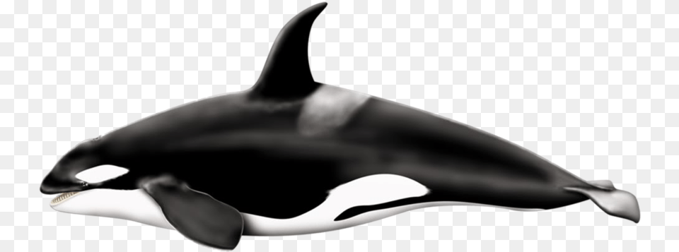 Download Killer Whale Pic Killer Whale Transparent Background, Animal, Sea Life, Adult, Female Png