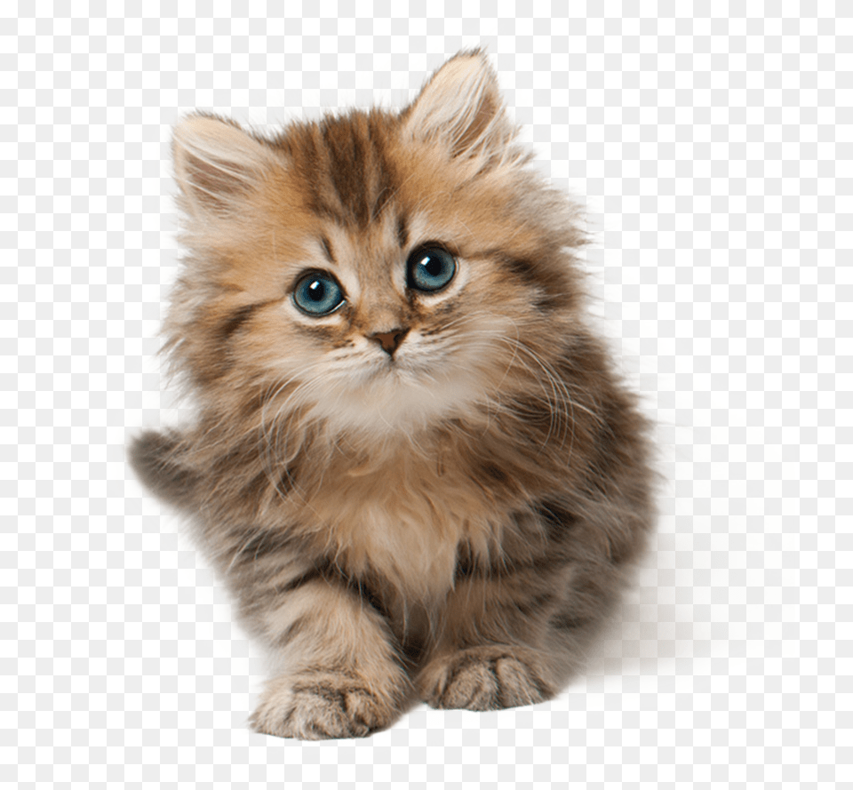 Download Kitten, Animal, Cat, Mammal, Pet Free Transparent Png