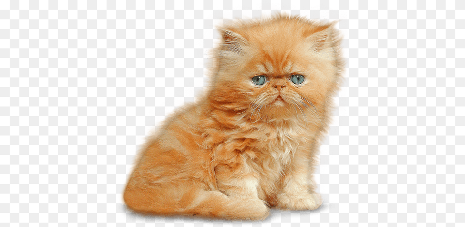 Download Kitten Persian Kitten, Animal, Cat, Mammal, Pet Png Image