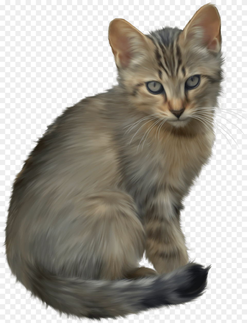 Download Kitten Transparent Background, Animal, Cat, Mammal, Pet Free Png