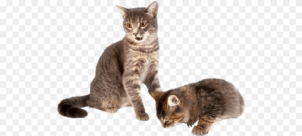 Download Kitten Transparent Background Transparent Background Cat And Kitten, Animal, Mammal, Manx, Pet Free Png