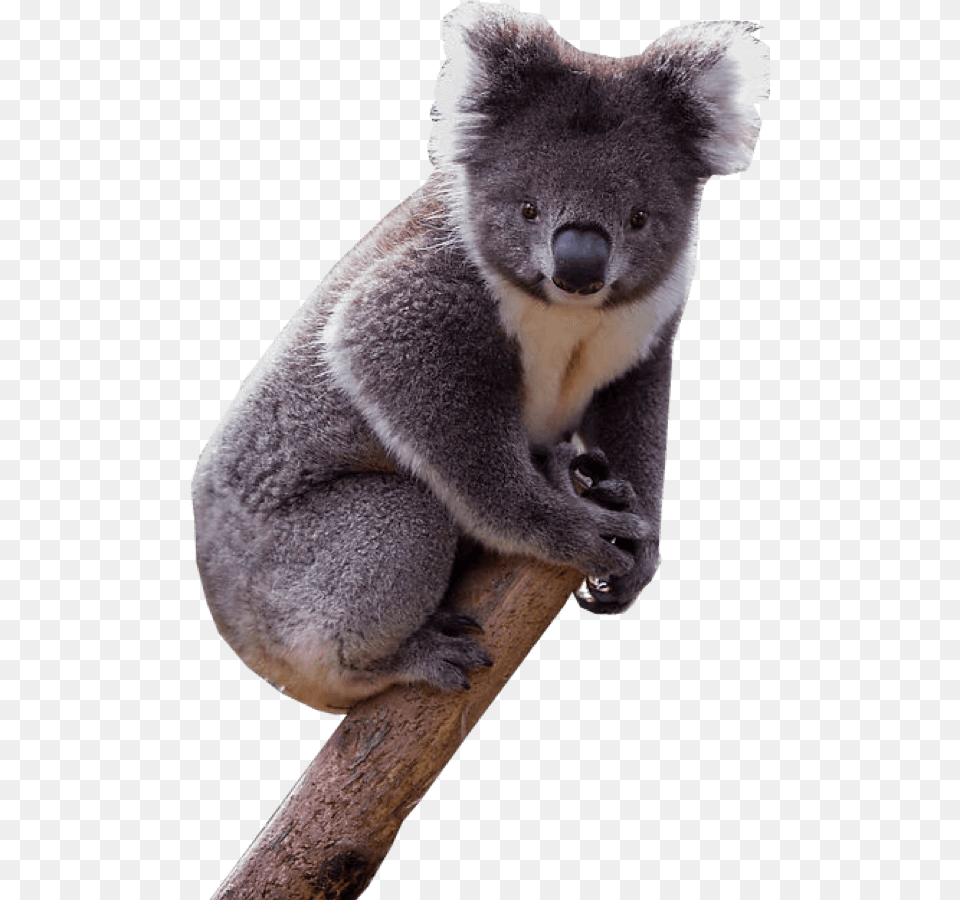Download Koala Backgrounds Background Koala Animal, Bear, Mammal, Wildlife Free Transparent Png