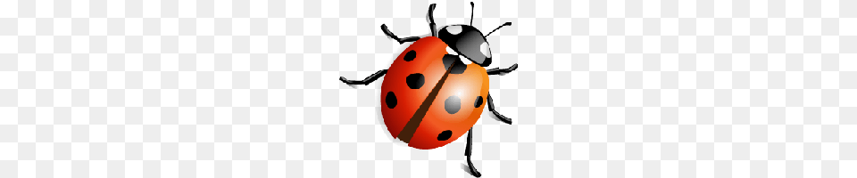 Download Ladybug Free Photo And Clipart Freepngimg, Animal, Head, Person, Nature Png