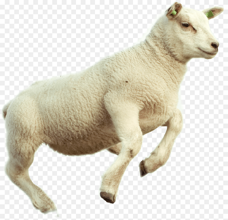 Download Lamb With No Sheep Jump, Animal, Livestock, Mammal Png Image