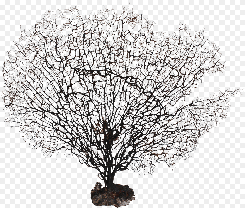 Download Large Natural Sea Fan Coral Sea Fan Coral Tree In Winter Drawing Free Transparent Png