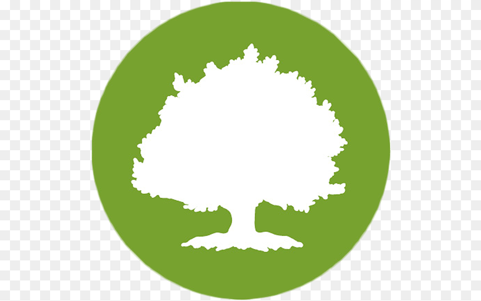 Download Large Tree Oak Street Health Logo Full Size Oak Street Health Logo, Plant Png Image