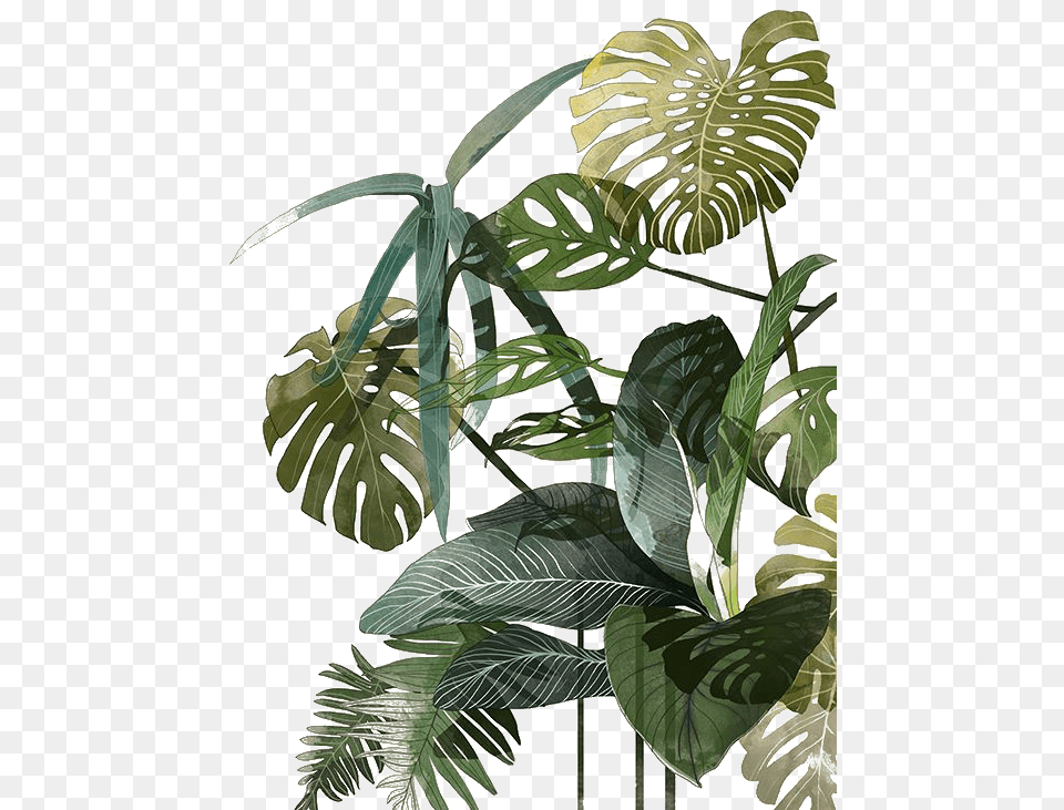 Leaf Botanical Illustration Watercolor Palm Tropics Plant Illustration, Vegetation, Tree, Rainforest, Outdoors Free Png Download