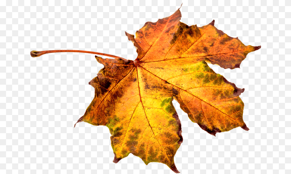 Download Leaf Clipart Leaf Autumn Transparent, Maple, Plant, Tree, Maple Leaf Free Png
