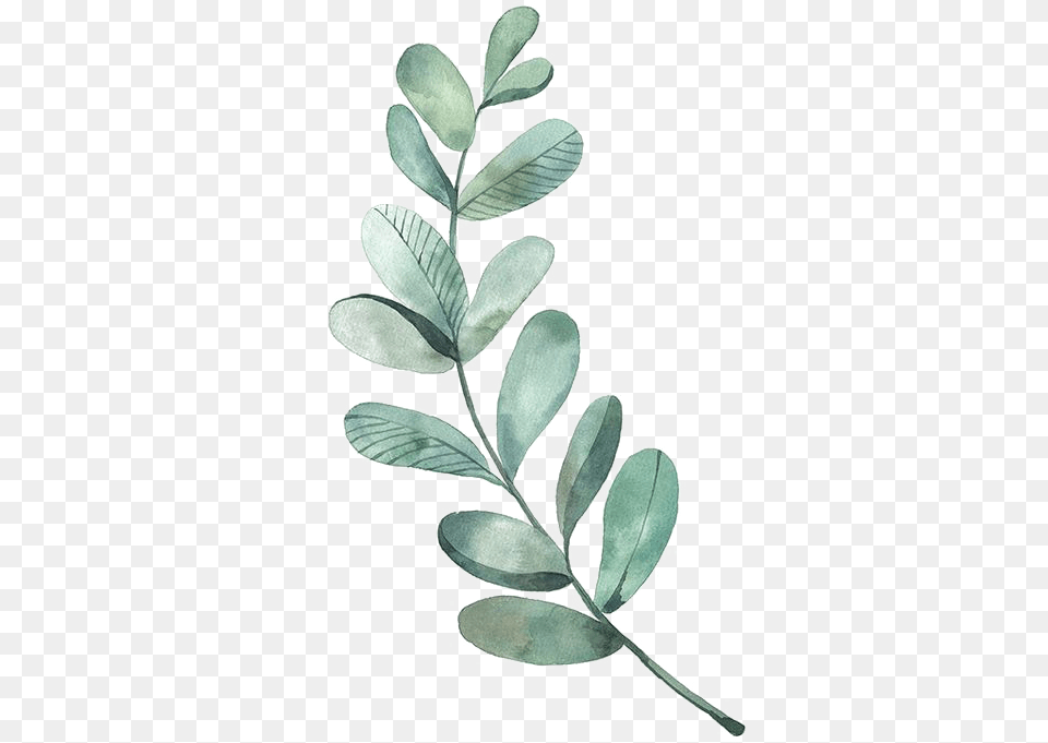 Download Leaf Drawing Watercolor Painting Illustration Watercolor Leaf Vector, Herbs, Astragalus, Plant, Flower Png Image
