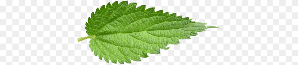 Download Leaf Nettle, Herbal, Herbs, Plant, Mint Png