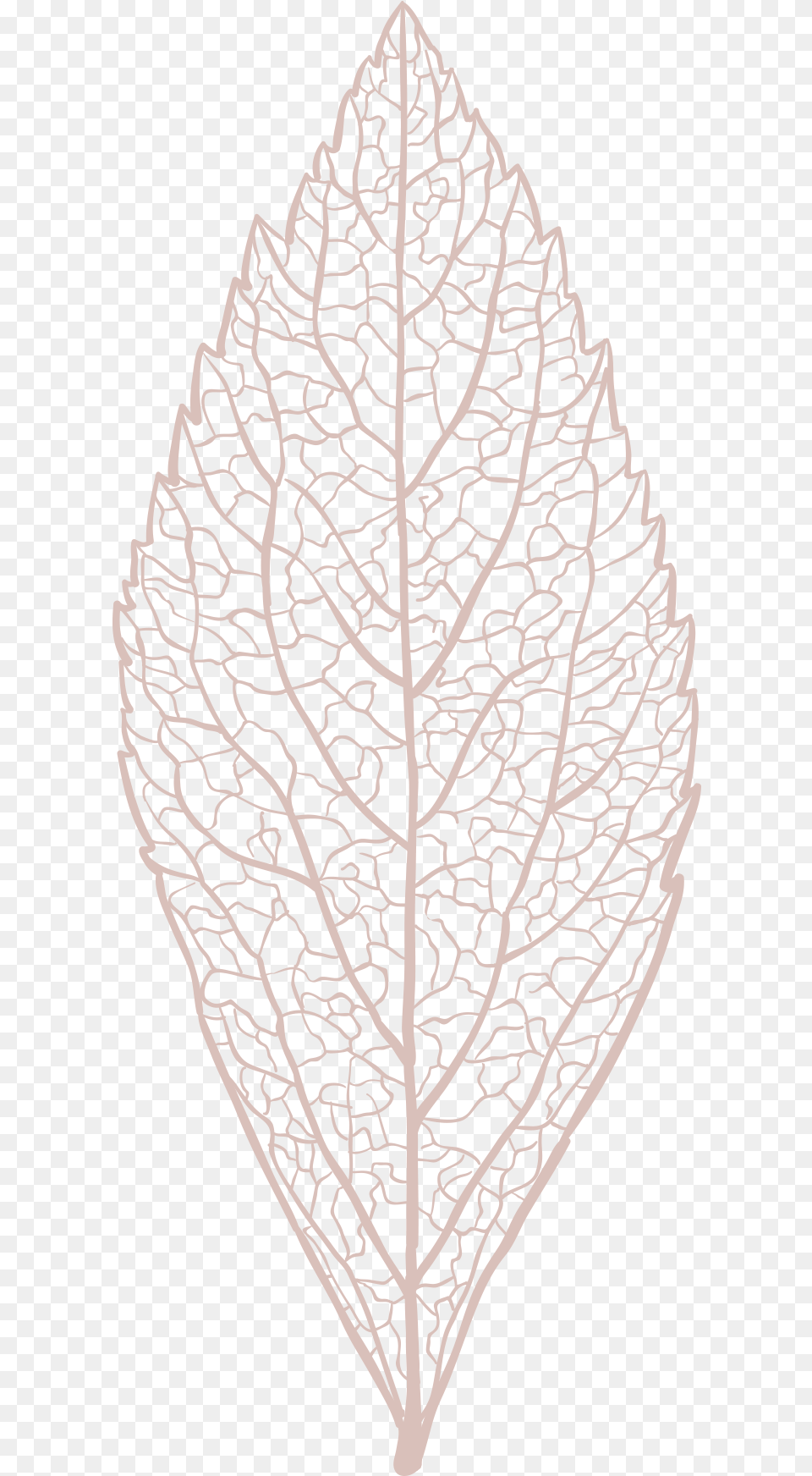 Leaf Skeleton Pngclick For Motif, Plant, Chandelier, Lamp Free Png Download