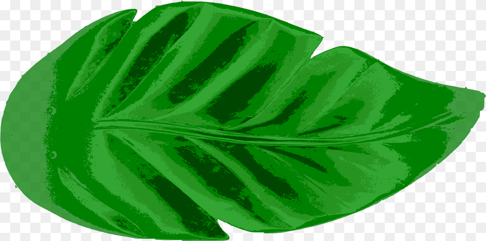 Download Leaf Tropics Earth Palm Branch Big Leaf Transparent, Plant, Green Png