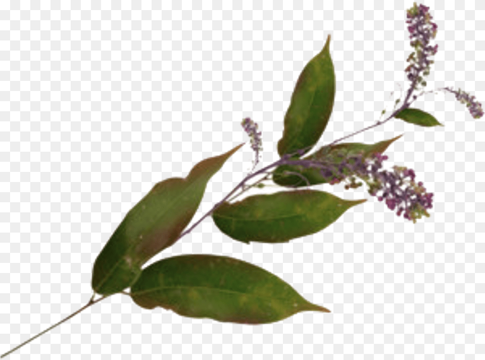 Download Leave Leaves Flower Plant Aesthetic Vintage Green Transparent Leaf Aesthetic, Grass, Herbal, Herbs, Lavender Png Image