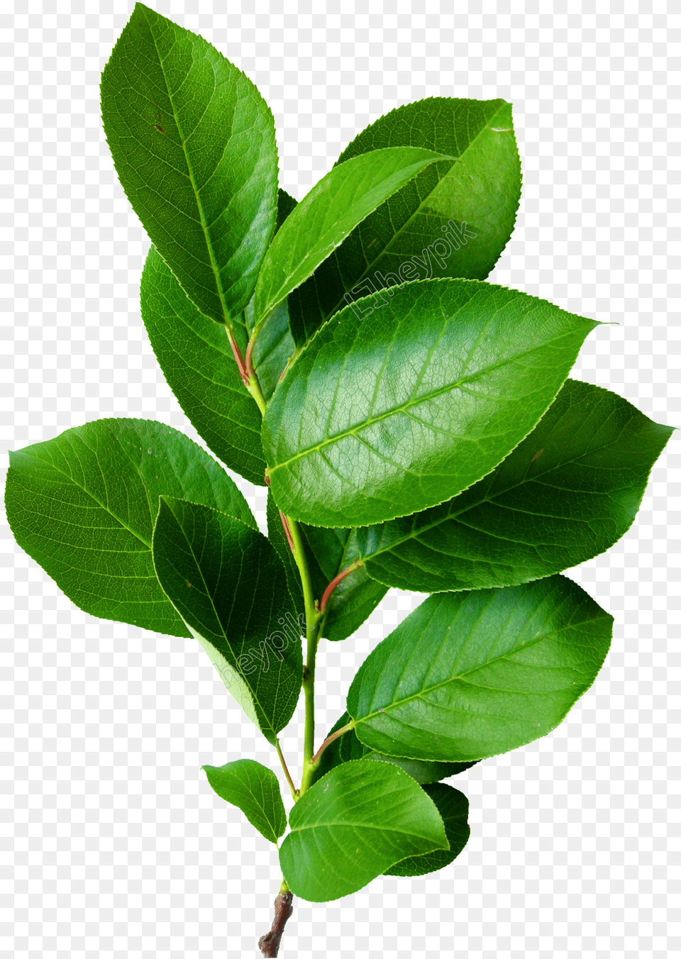 Leaves Brunch Tree Green Color Hd Transparent De Hojas Verdes, Leaf, Plant, Annonaceae Free Png Download