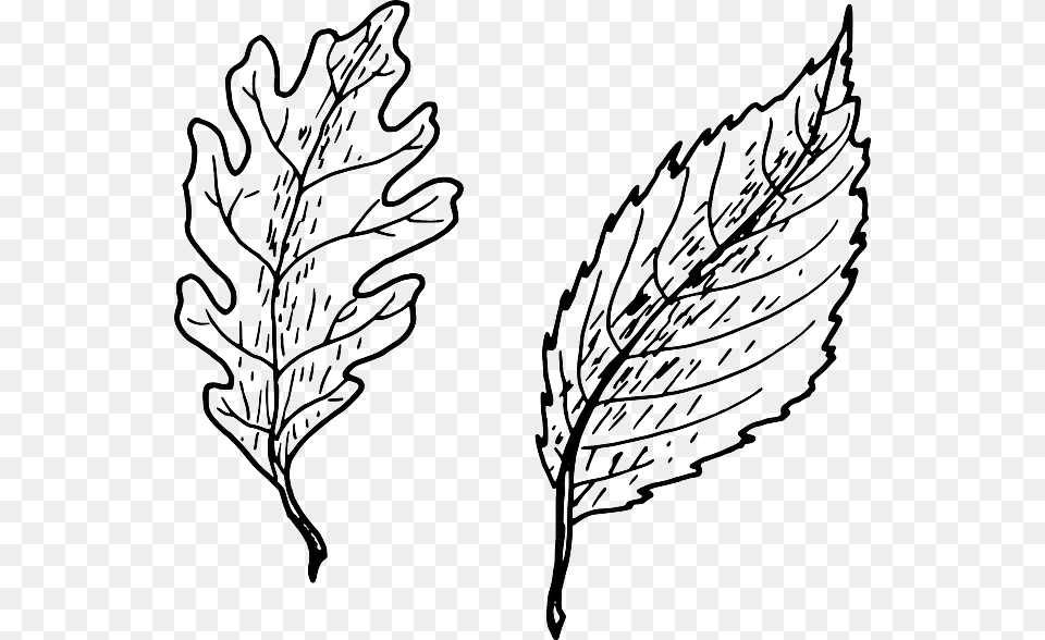 Leaves Simple Clipart Pinnation Leaf Shape Leaf Tree, Plant, Art, Drawing, Stencil Free Png Download