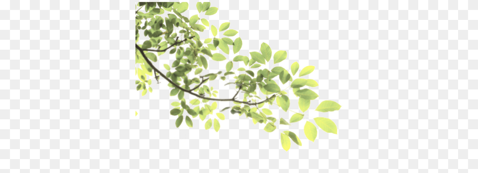 Leaves Tree Branch Sticke Nature Freetoedit Green Pancha Kriya, Herbal, Herbs, Leaf, Plant Free Png Download