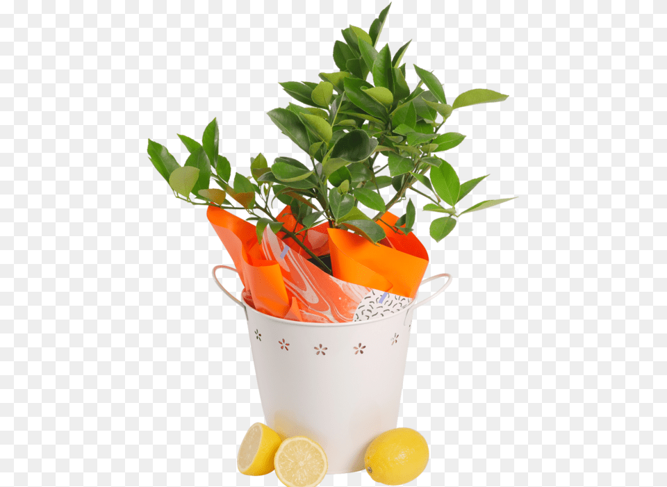 Download Lemon Tree Flowerpot, Plant, Potted Plant, Citrus Fruit, Food Png