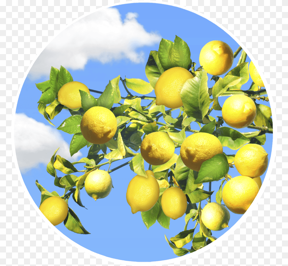 Download Lemon Tree Screen Door Magnets Screen Door Sweet Lemon, Citrus Fruit, Food, Fruit, Plant Png
