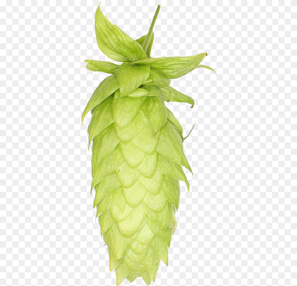 Download Lemondrop Hops With Hops, Leaf, Plant, Tree, Annonaceae Png Image